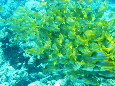 S59.JPG - 10,108Bytes